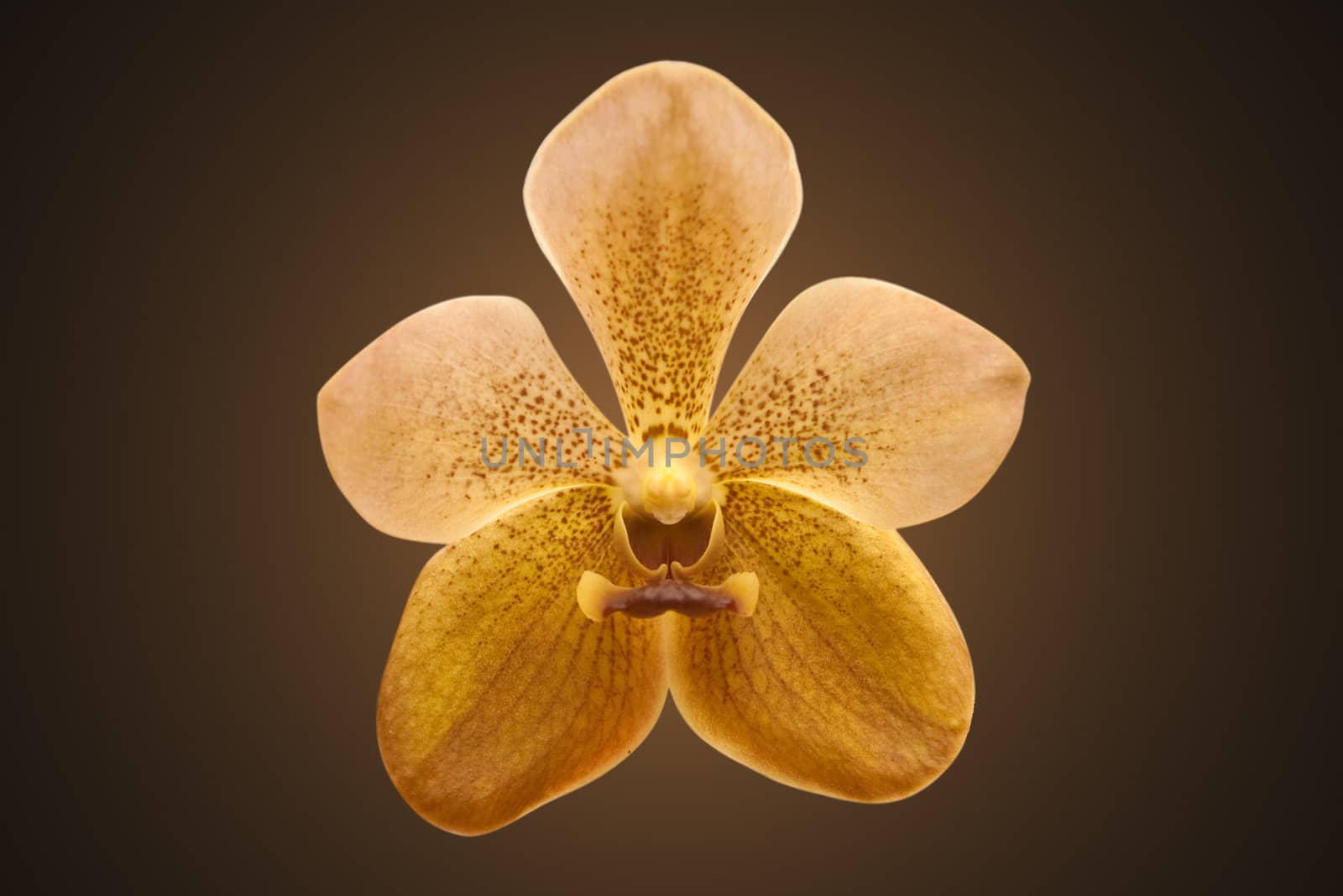 Single golden orchid, isolated on dark background with clipping path