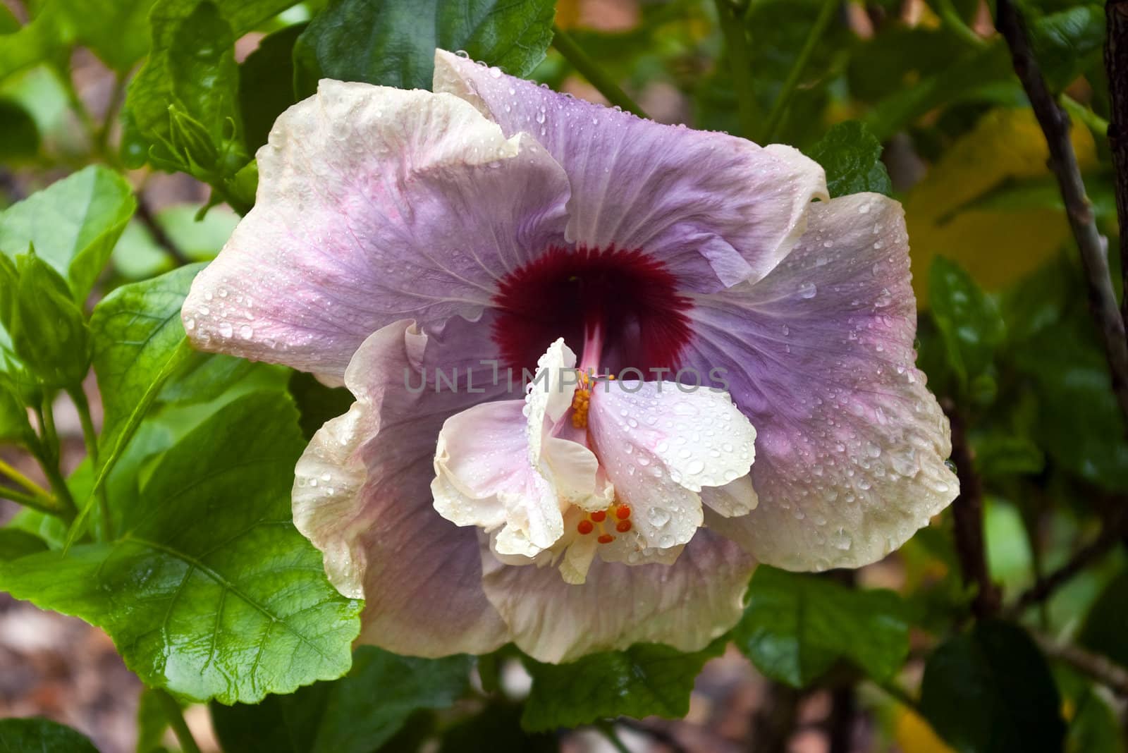 Lavender and white hibiscus after summer rain shower.