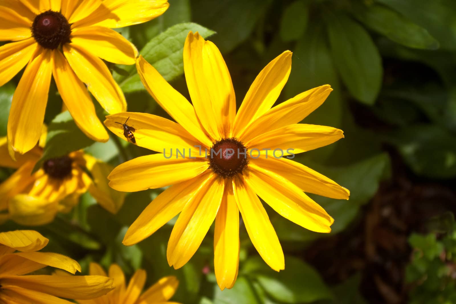 Yellow Daisies in Garden with Bee on Petal. 