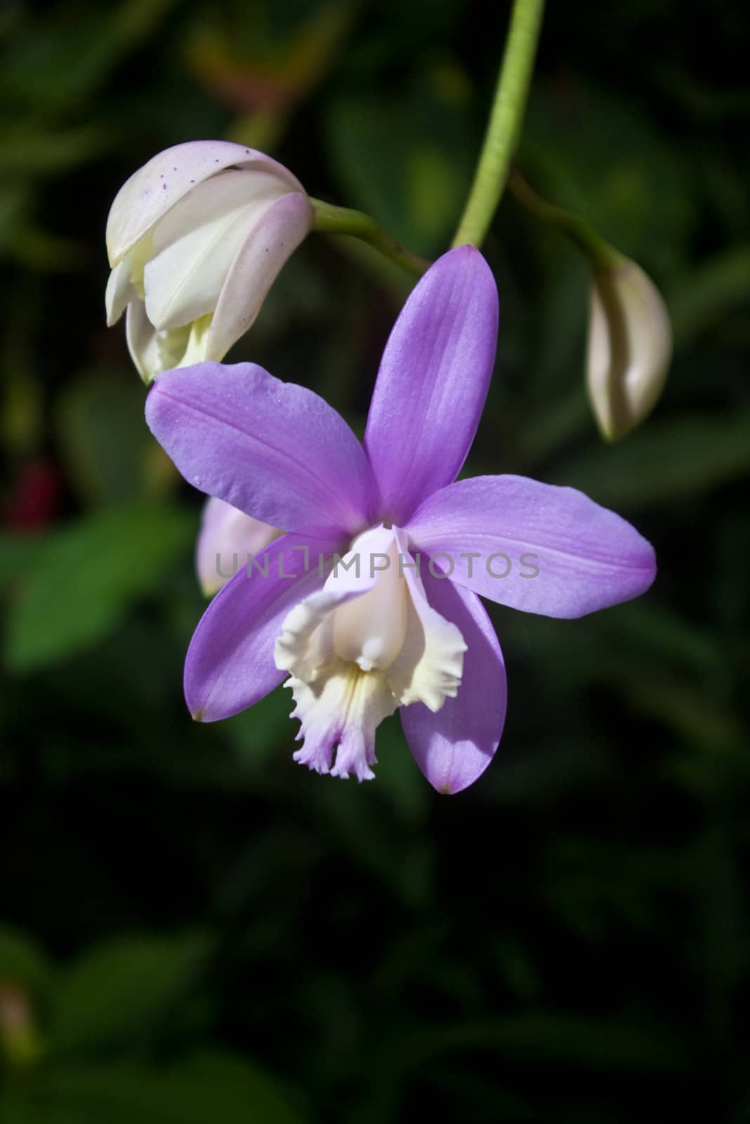 Purple orchid grown in greenhouse