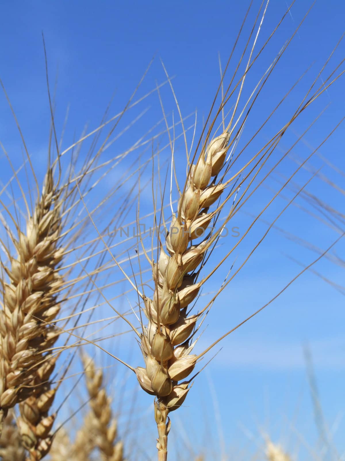 Triticale, eine Getreidekreuzung
