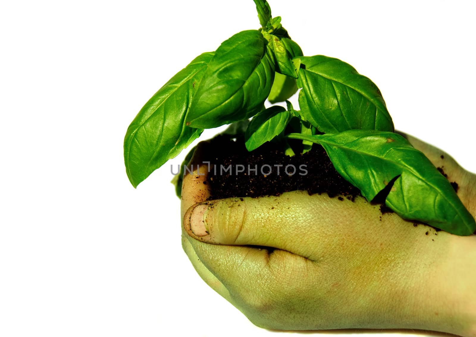 A green hand holding soil and a plant. Isolated