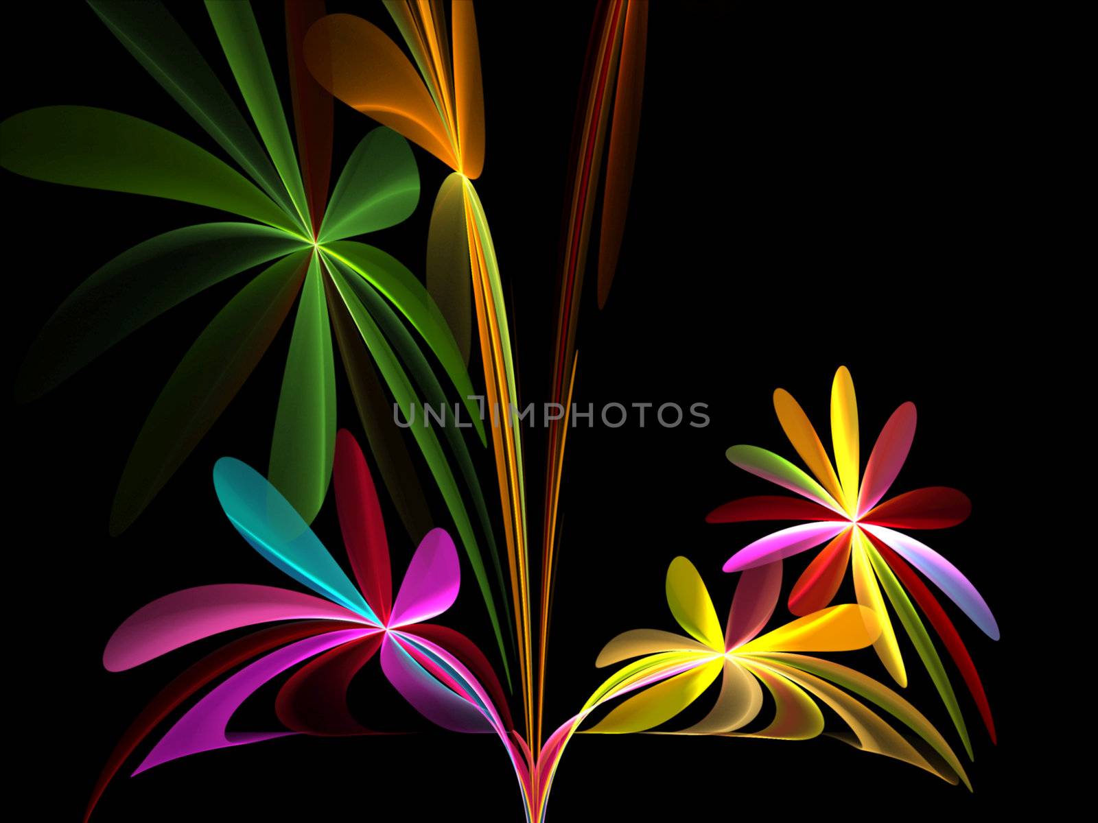 Flowers on black background