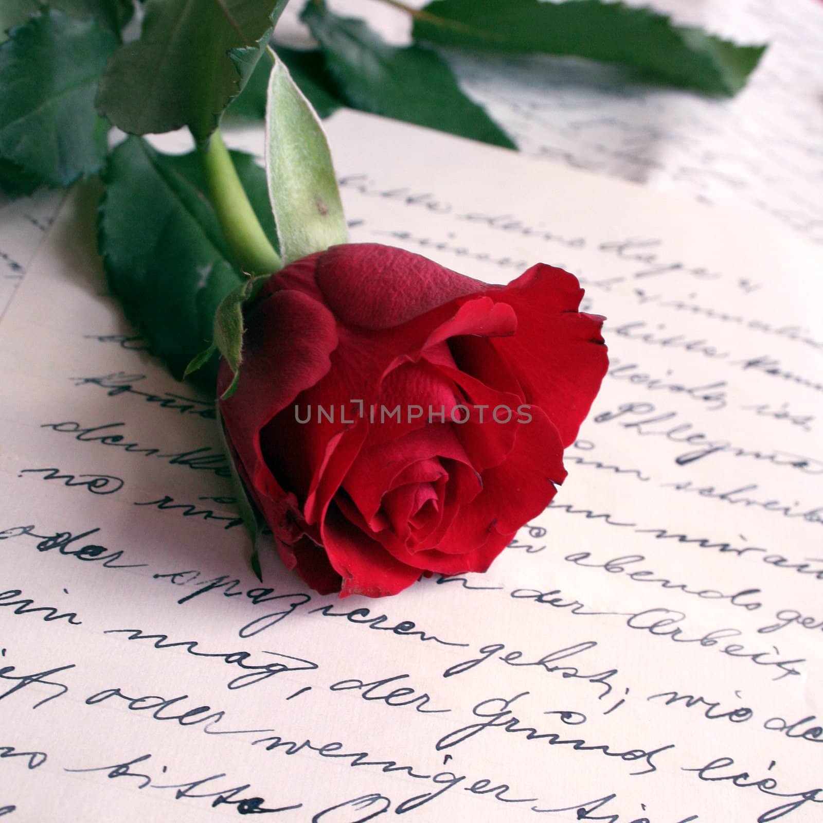 rose and letter