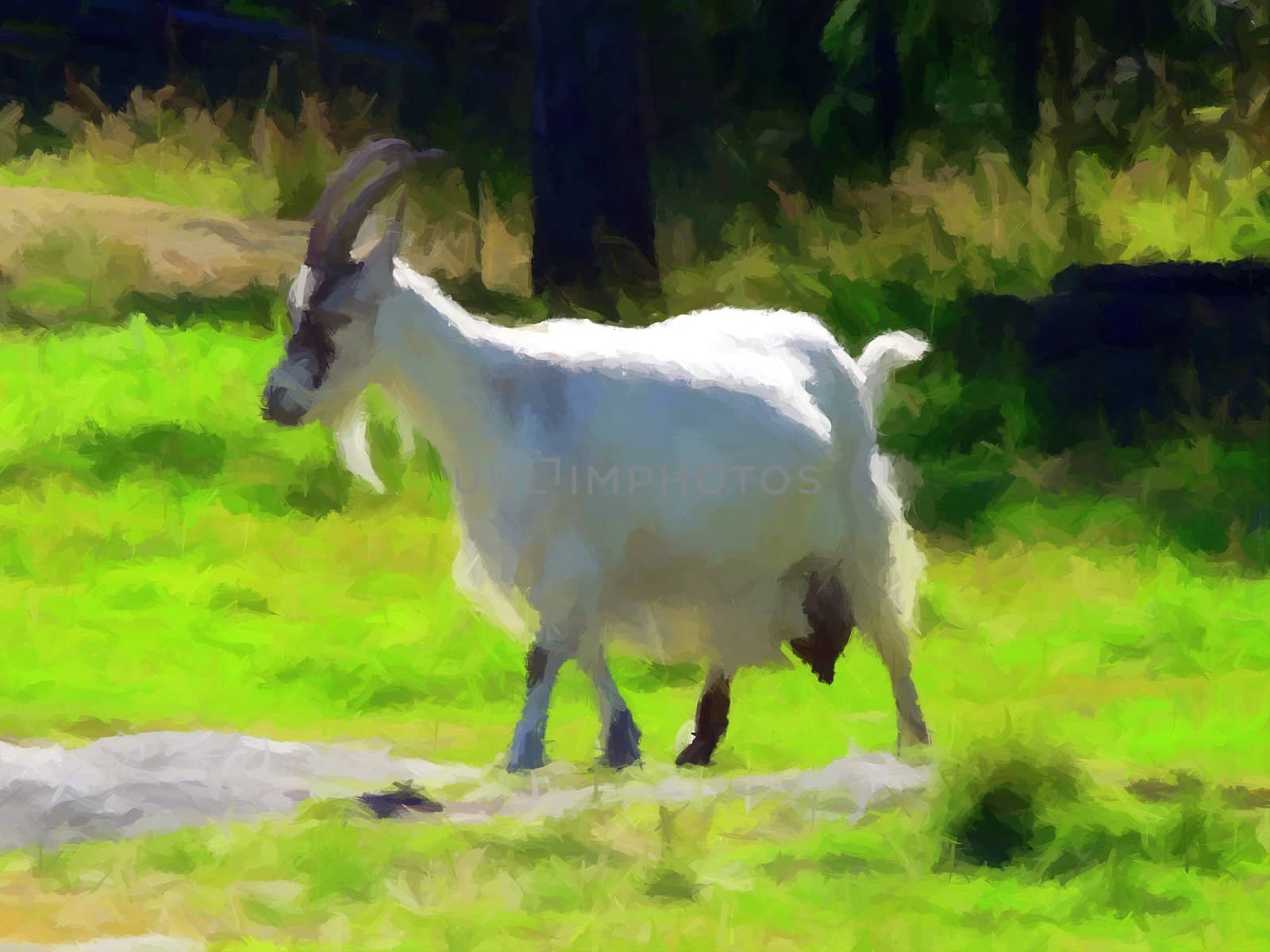 A white goat grazing in the field.