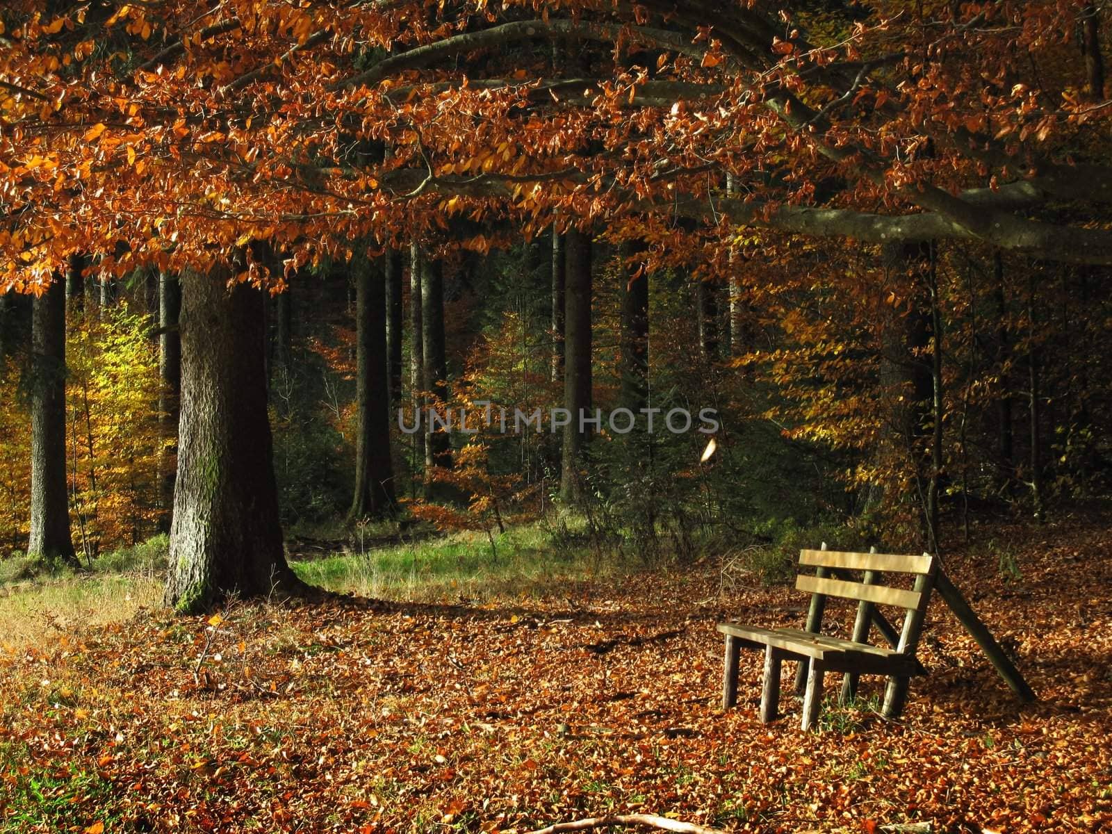 bench