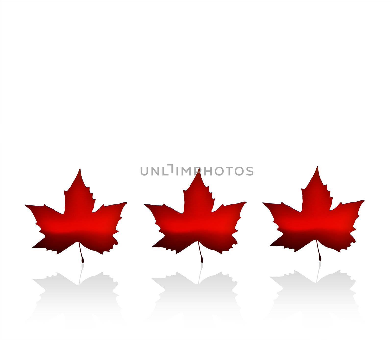 The Flag of Canada with maple leaves