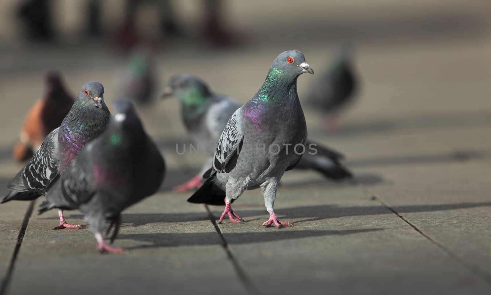 Low angle view of a group of pigeons walking in a city street.Extremely selective focus on the pigeon's eye in the left part of the image.