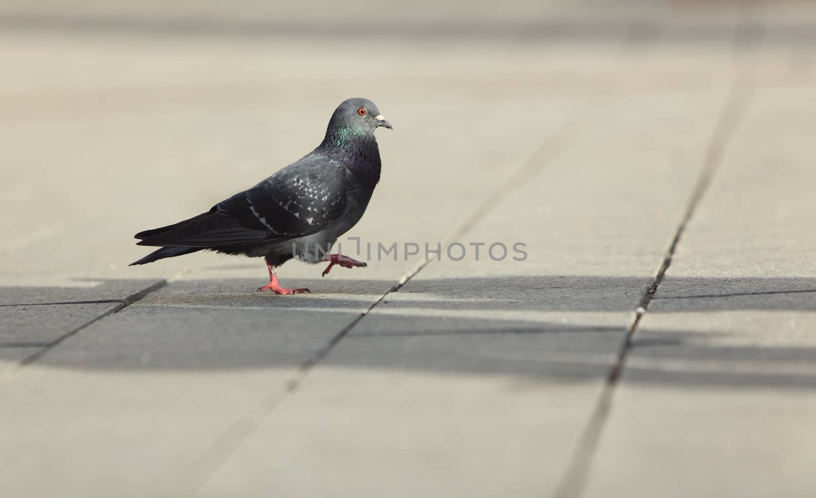 Lonely pigeon walking in a city street. 