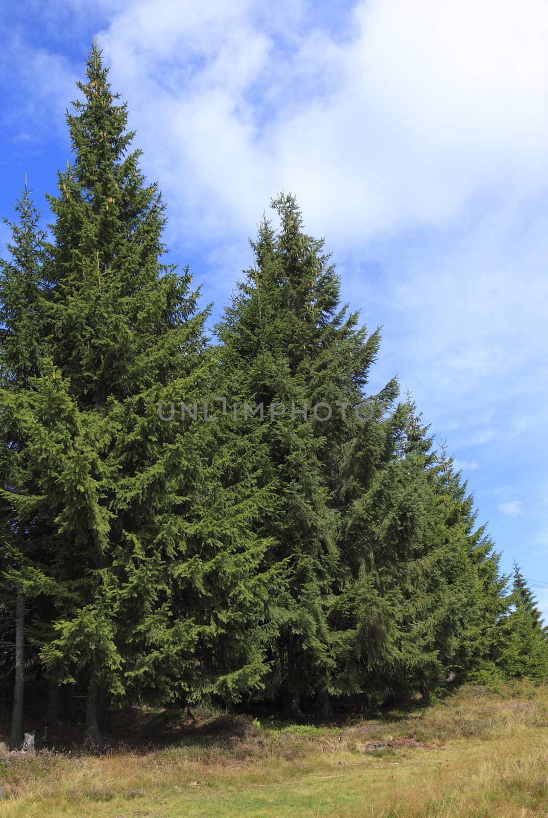 Image of a forest with fir trees and a cloudy sky.