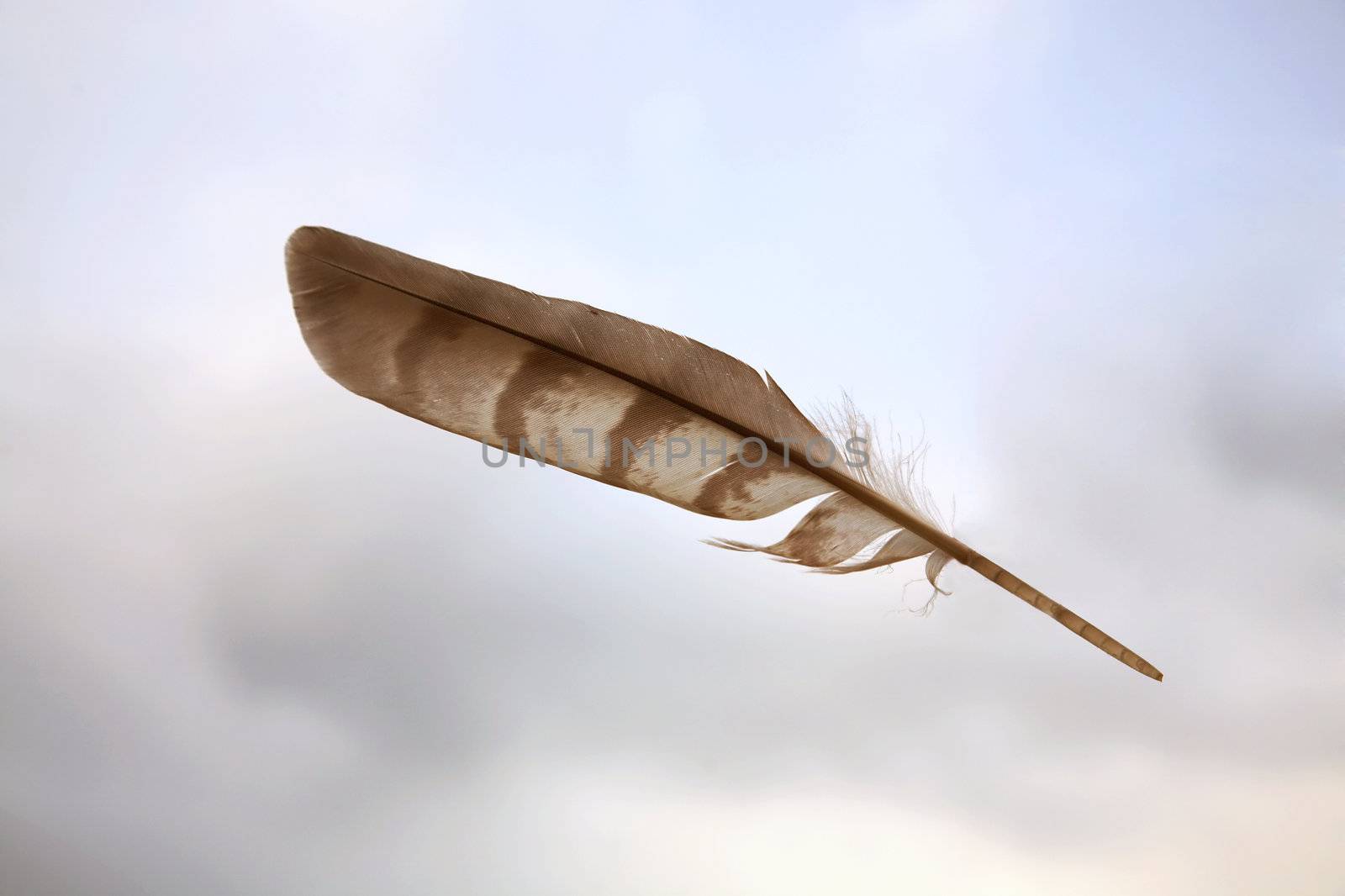 The birds feather on background of the cloudy sky