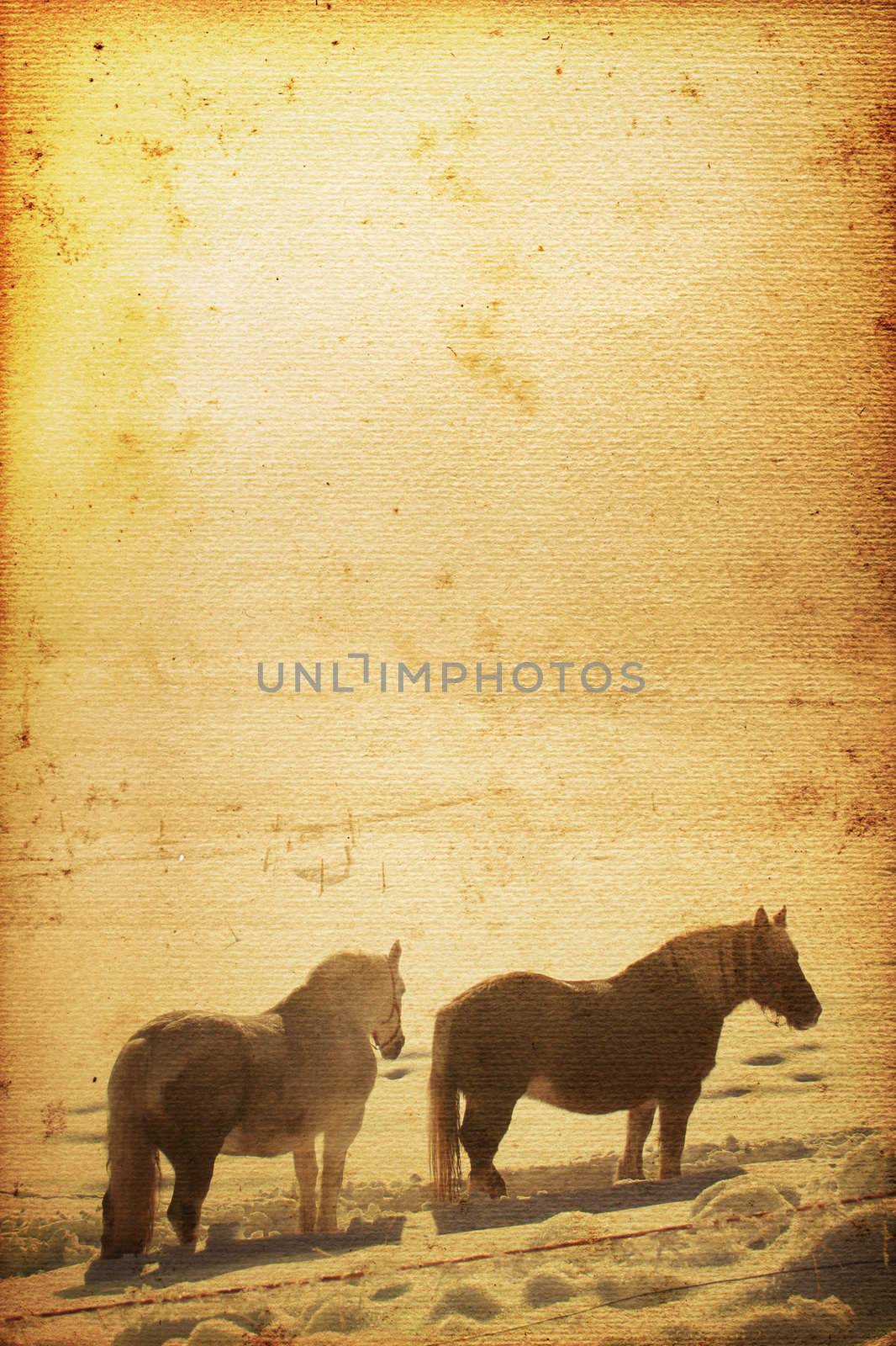 Beautiful horse on old nostalgic background used look