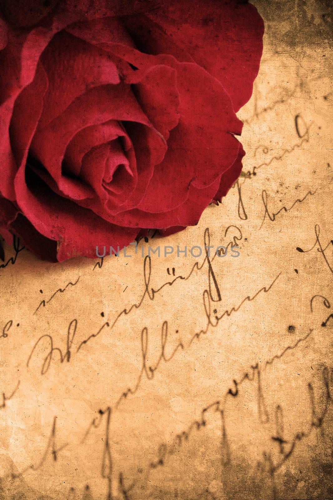 Retro look of beautiful red rose