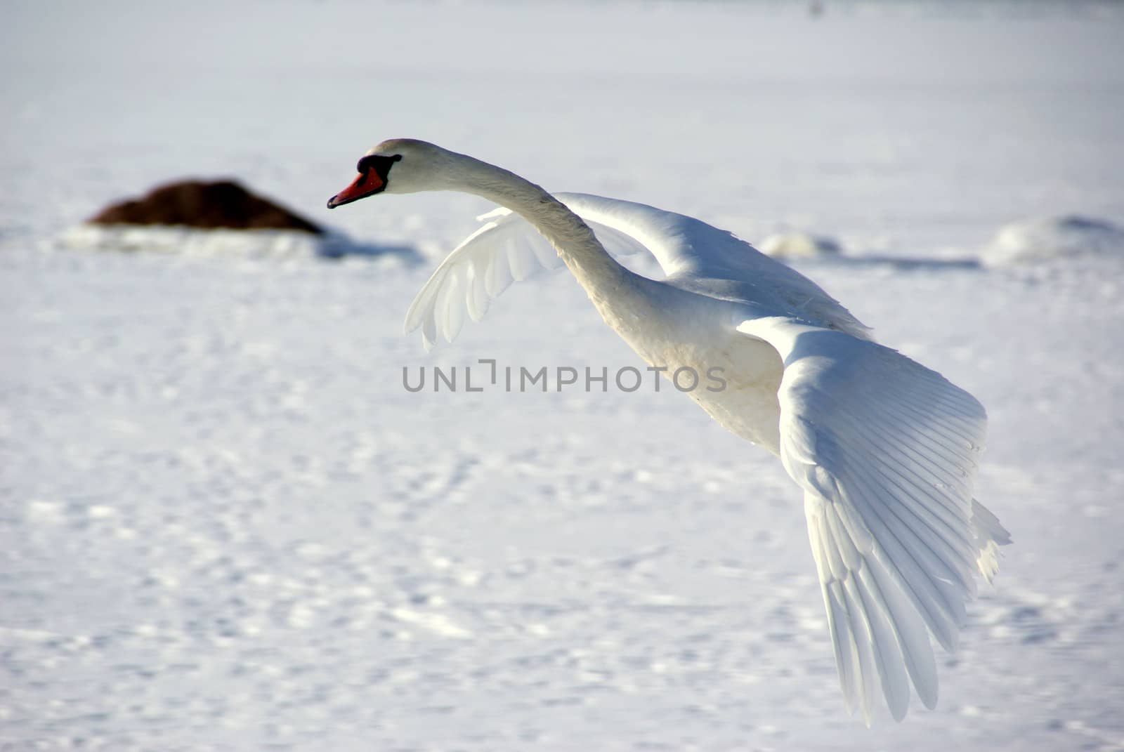 Swan in flight