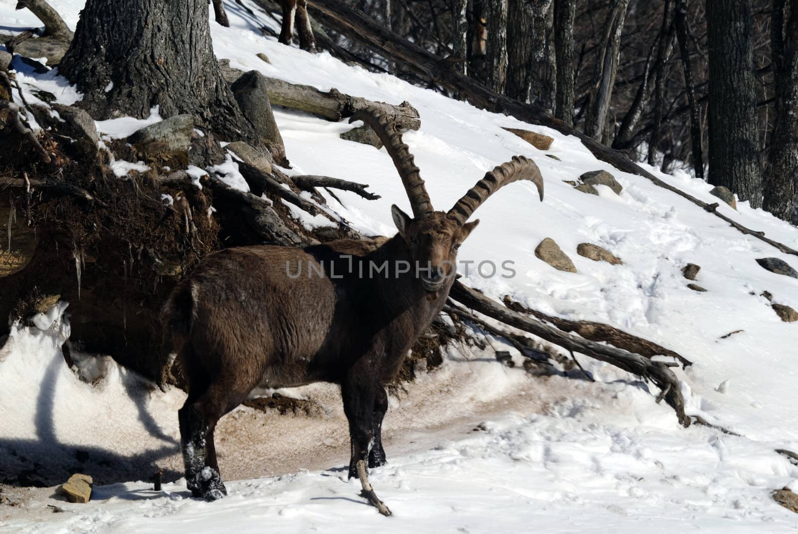 Alpine Ibex in Winter