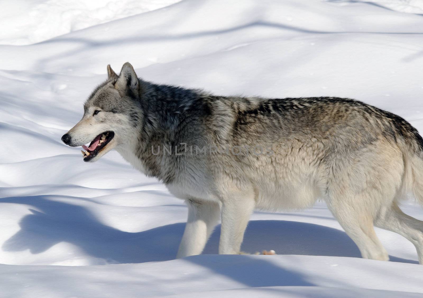 Close-up portrait of a gray wolf in Winter