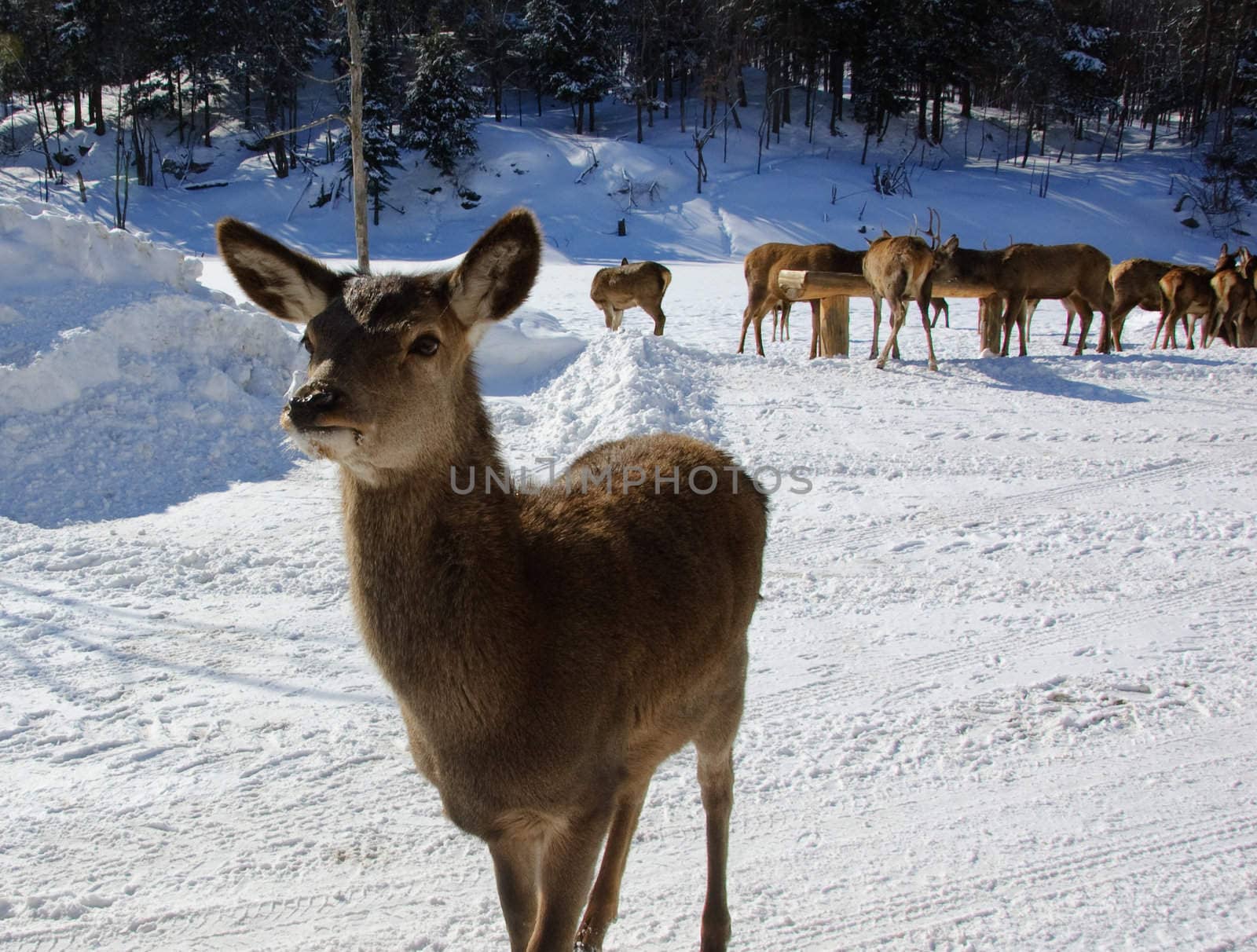 White-tailed deers in winter