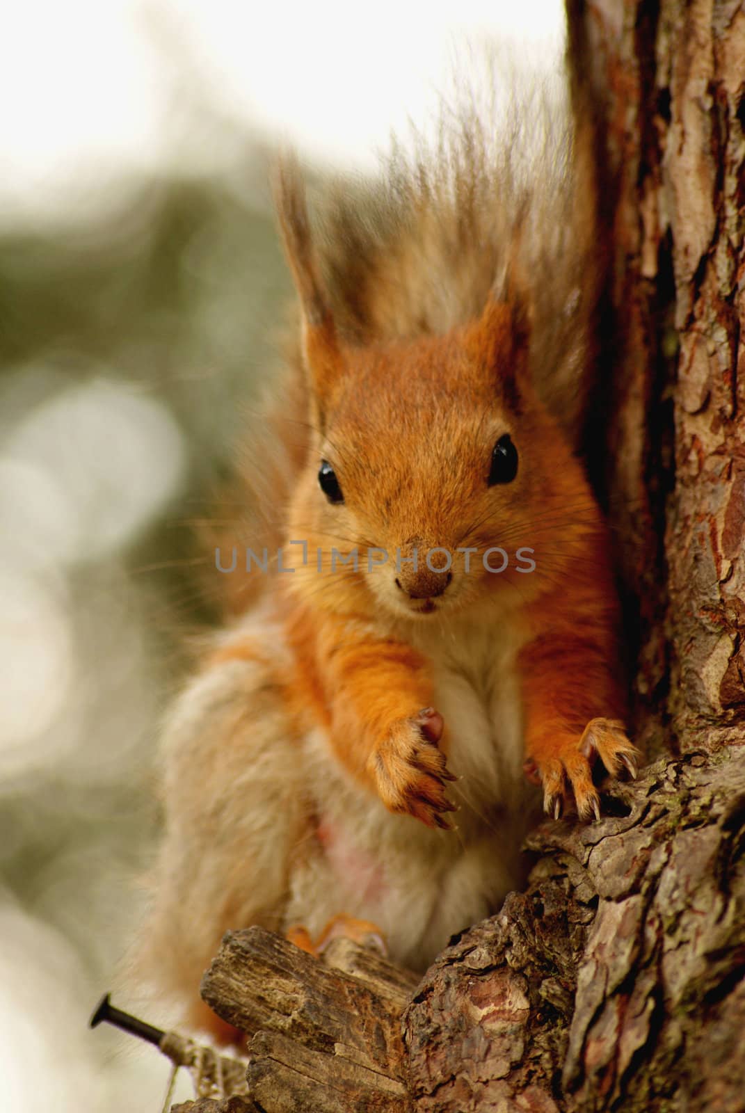 squirrel by andrei_kolyvanov