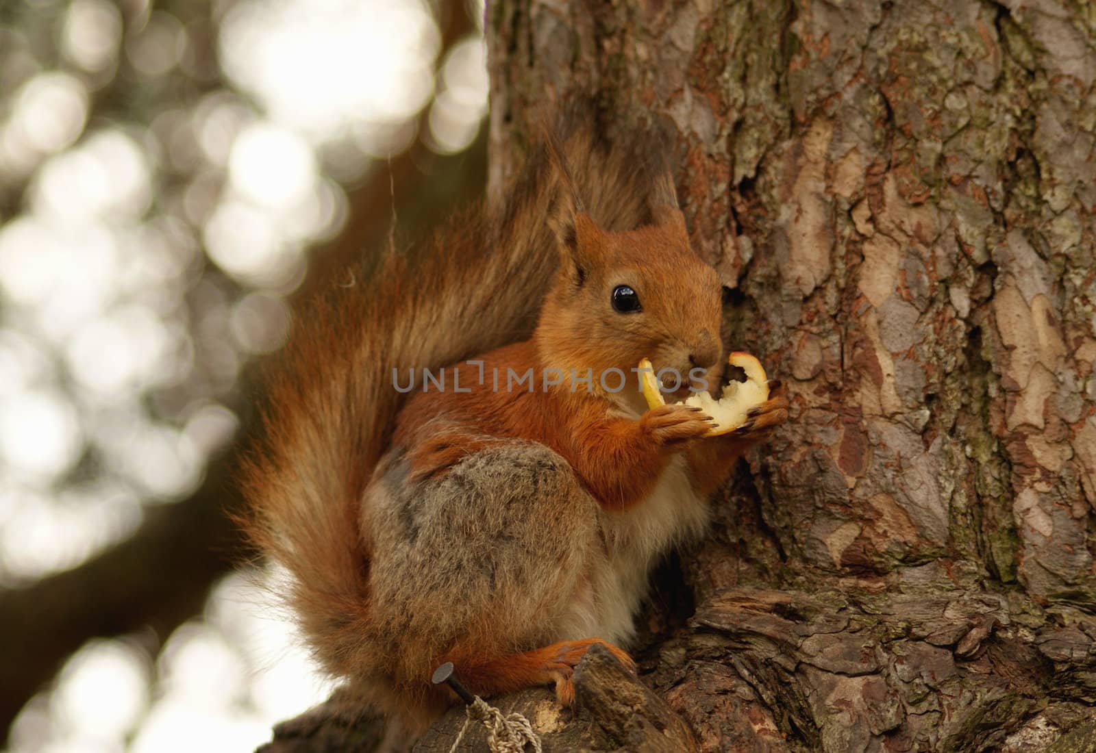 squirrel by andrei_kolyvanov