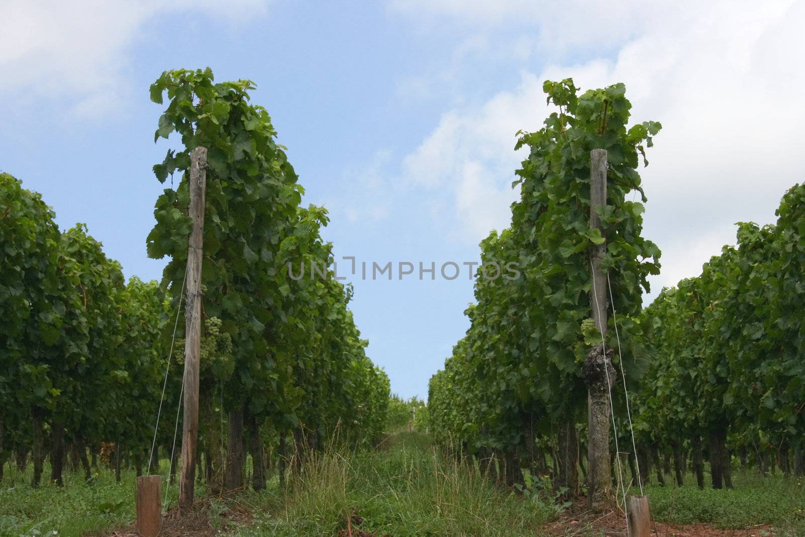 Weinberg im Sommer,mit blauem Himmel und Wolken	
Vineyard in the summer, with blue sky and clouds