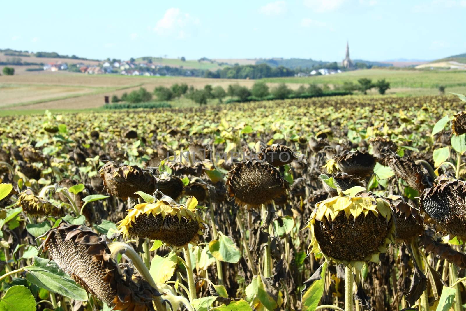 Sonnenblumenfeld Sunflower field by hadot