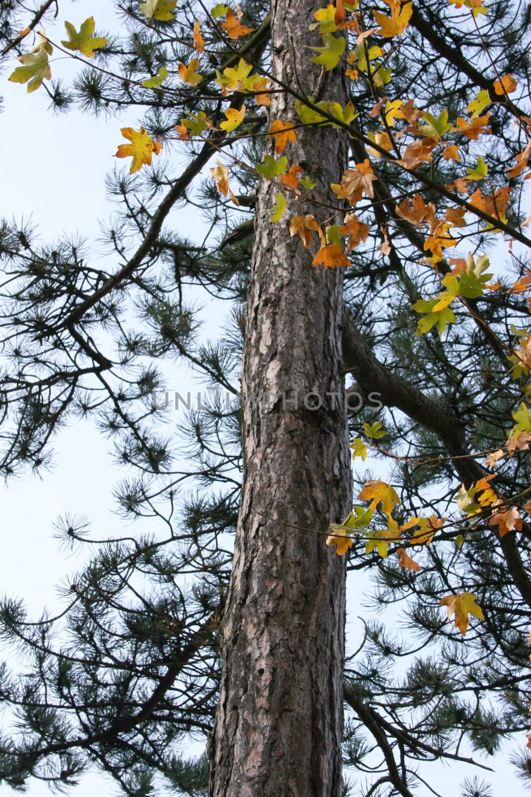 Herbstlicher Anblick ein Kiefernstamm mit Ahorn-Ast im Vordergrund	
Autumn sight a pine trunk with maple bough in the foreground