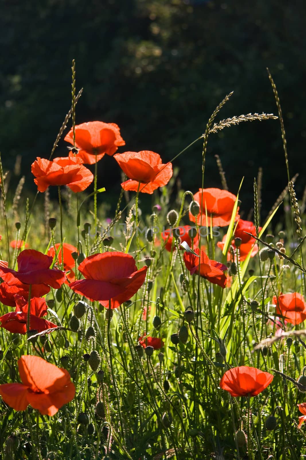 Field with red poppy's on a summer morning in the sunshine