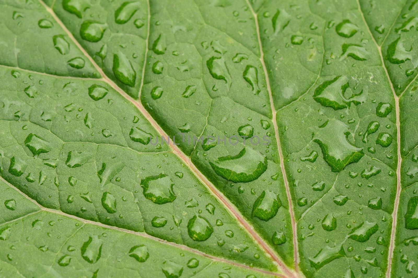 green leaf close-up with water drops