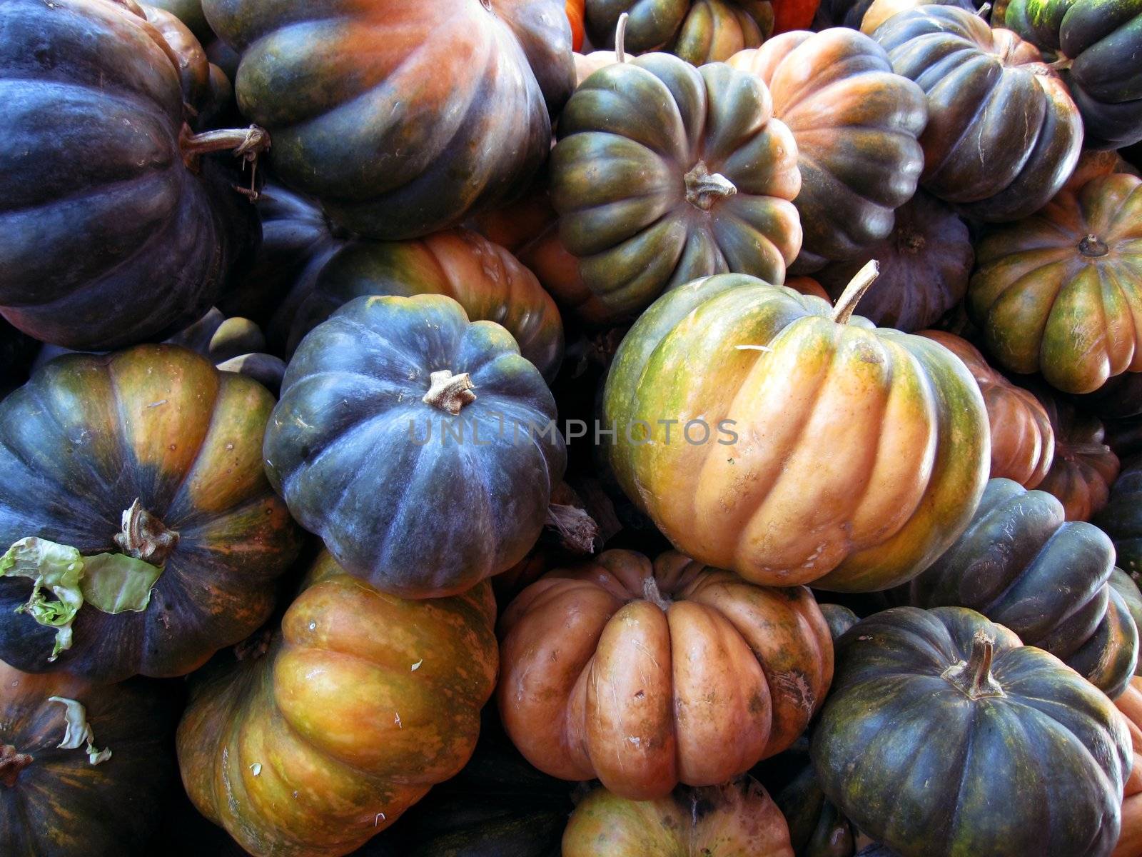 pumpkins by Hasenonkel