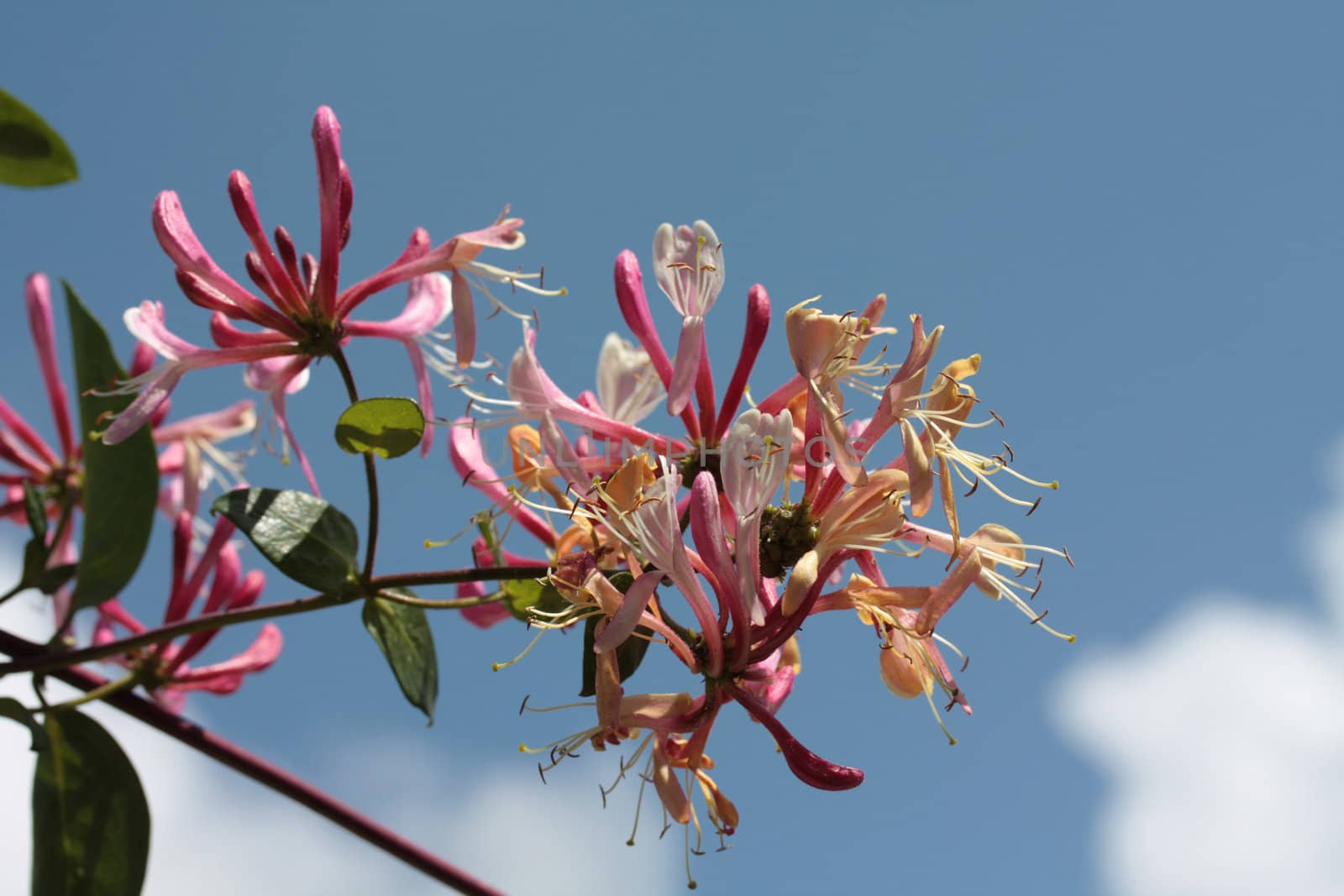 pink and yellow honeysuckle in full flower