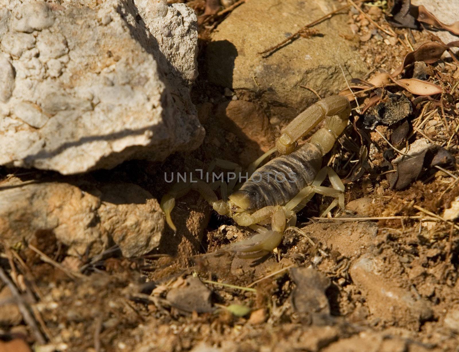 Desert Striped Scorpion by Creatista