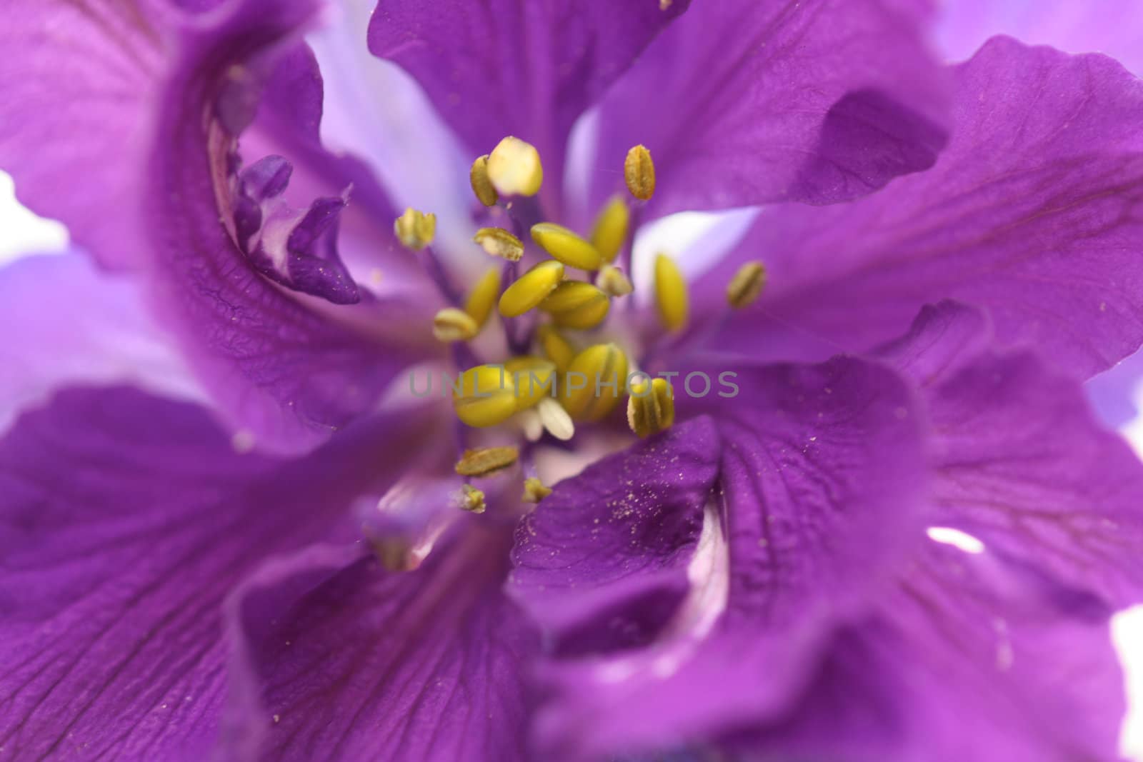Delphinium larkspur close up