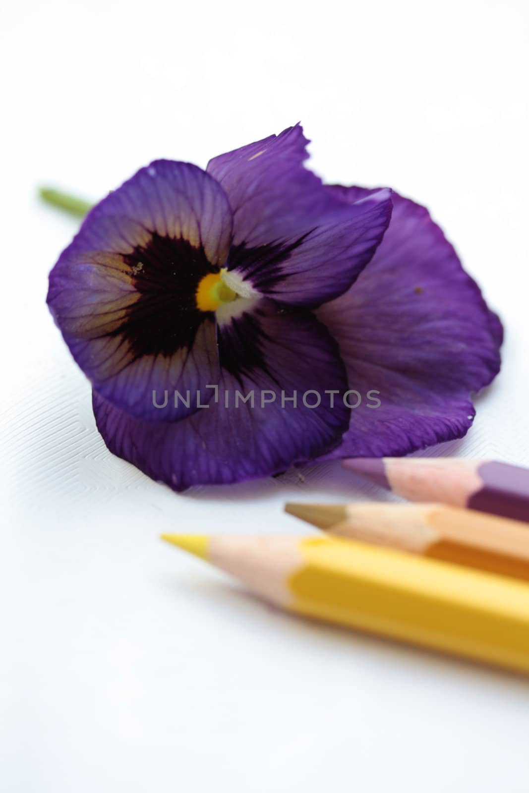 drawing a pansy by studioportosabbia