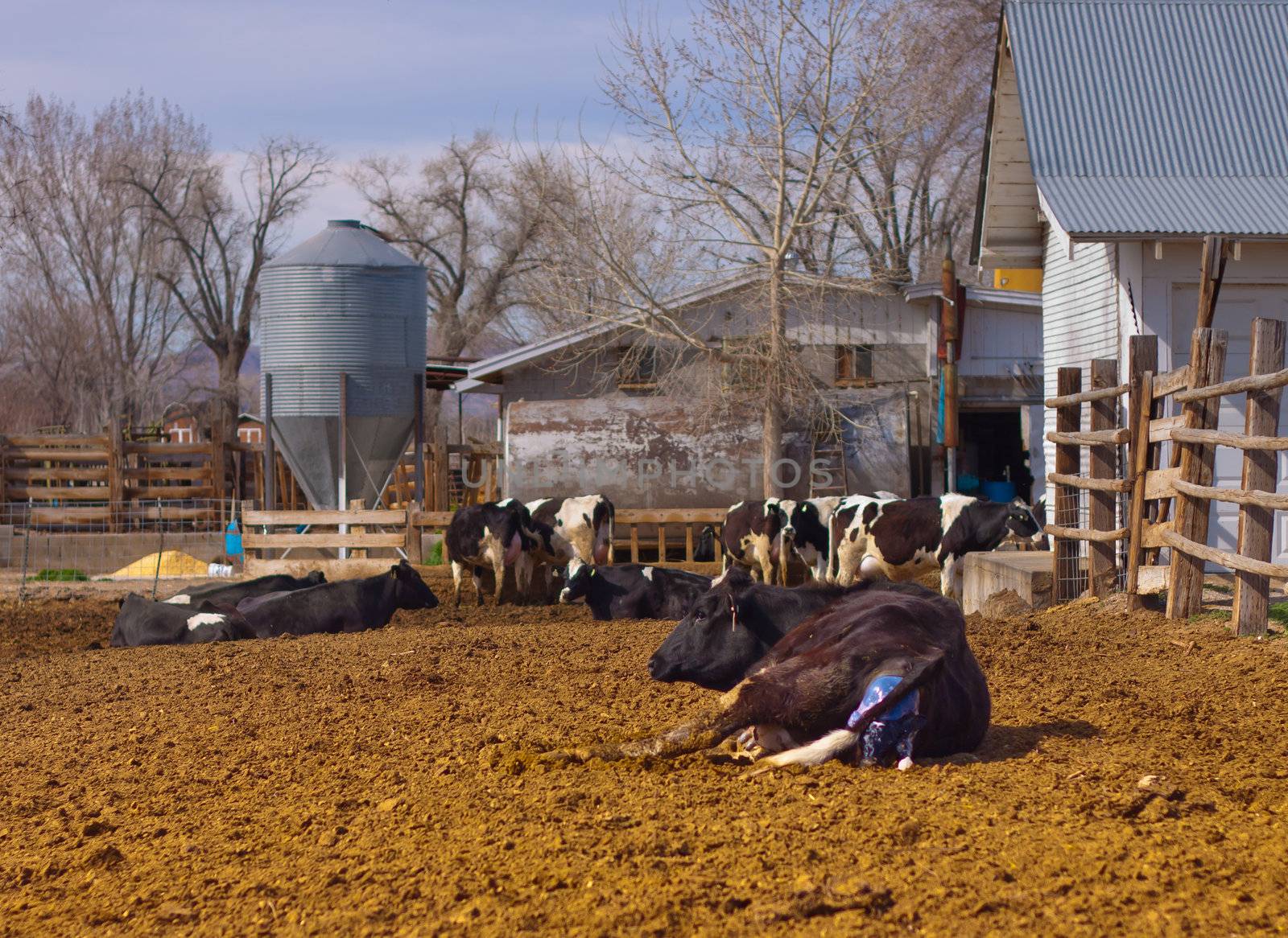 A cow has gone into labor and is starting to give birth to the offspring.