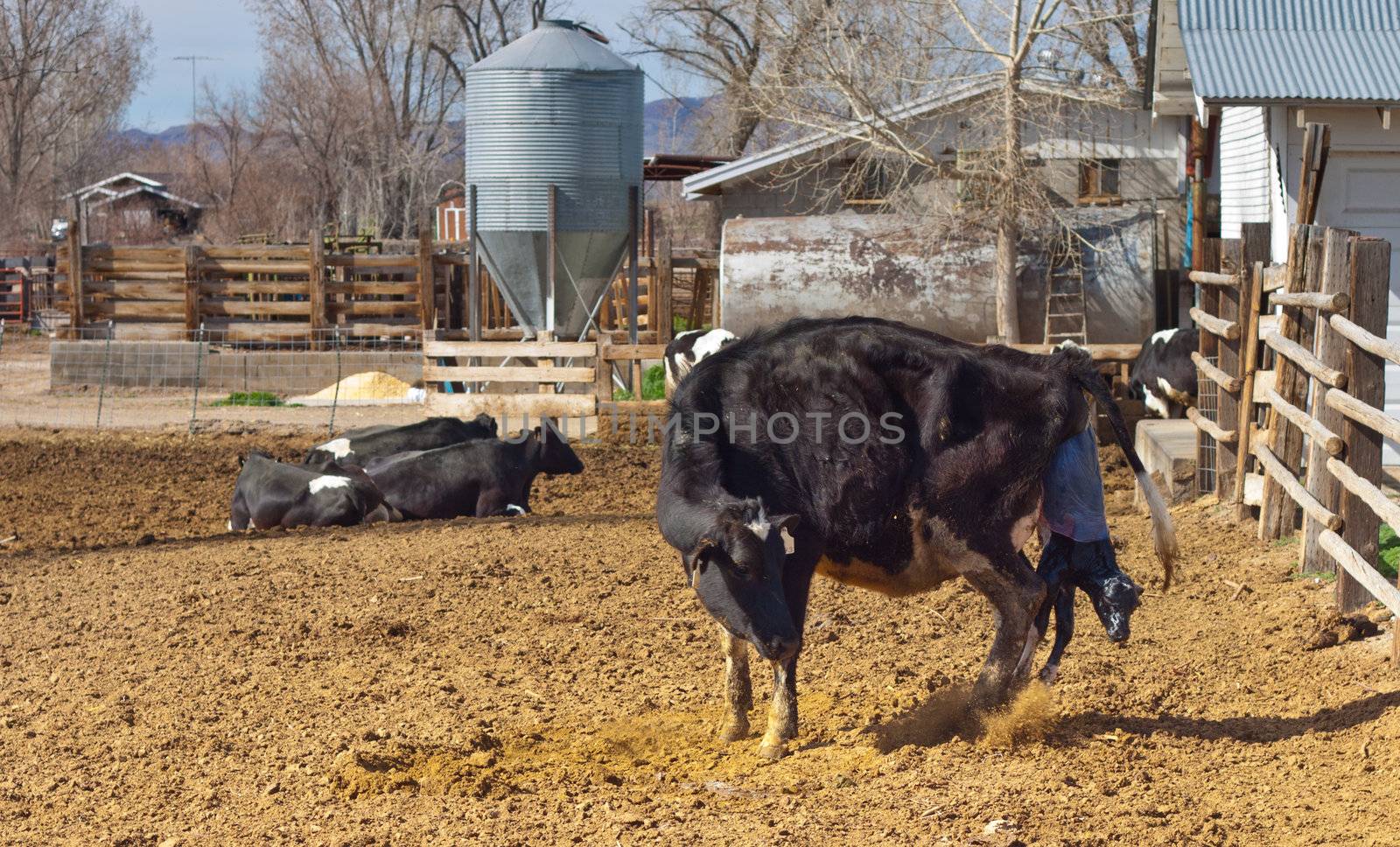 A photograph of a cow, on a farm, giving birth.