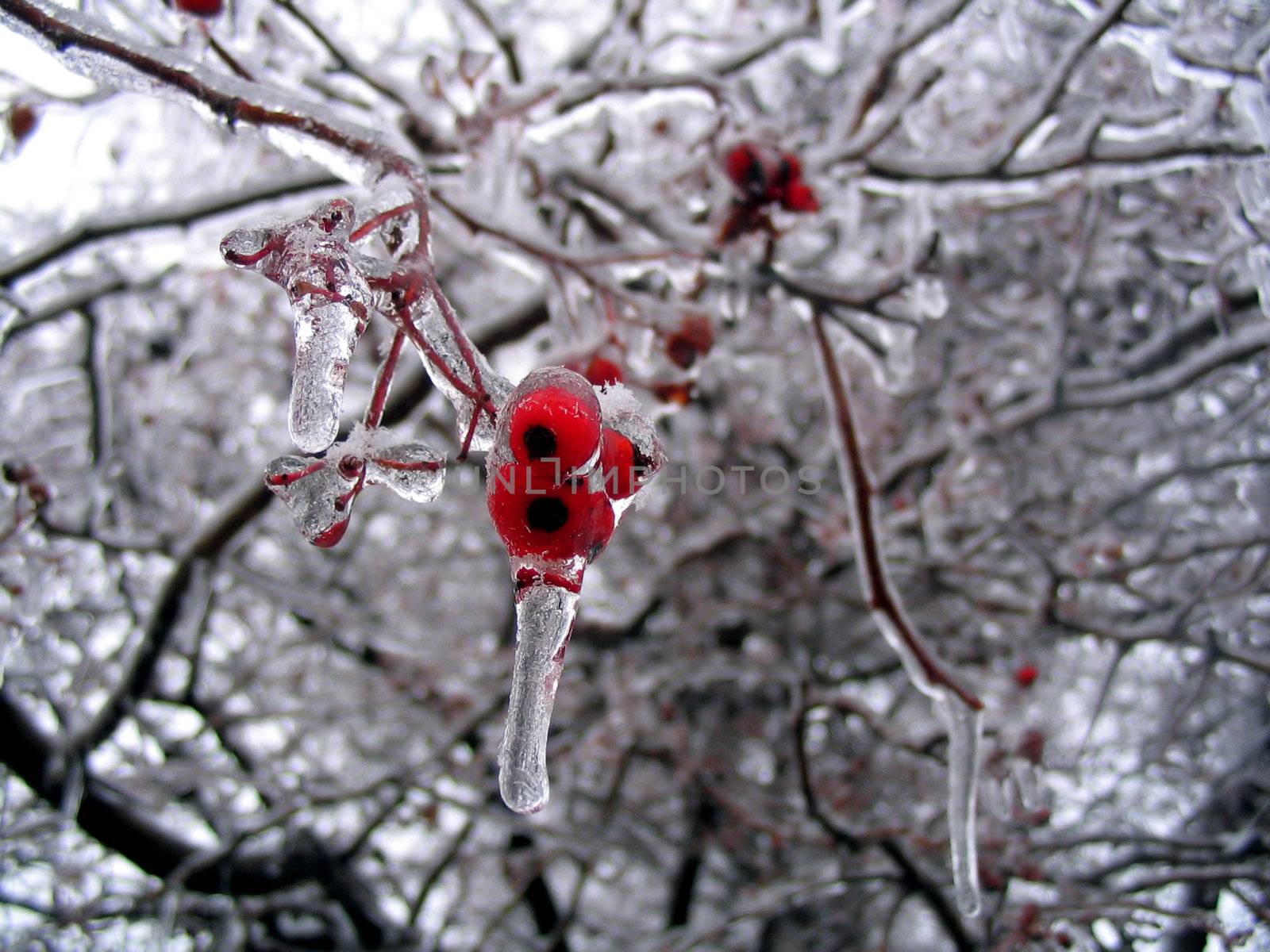 These are small berries on a tree that are covered in ice from a recent snowstorm.