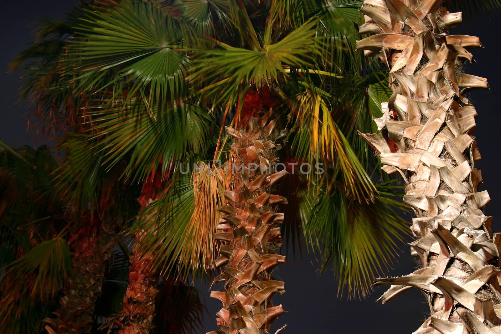 This is an up view of several palm trees shot at night downtown Safety Harbor, Florida.