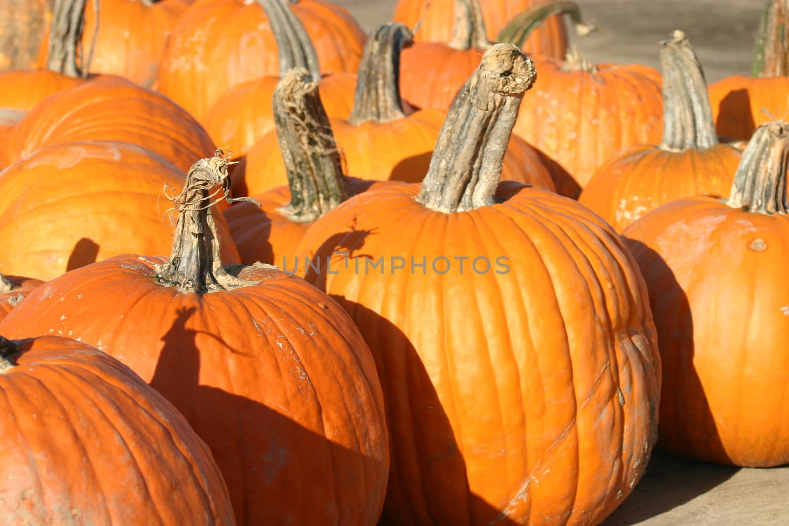 These are pumpkins for sale at a farm market.