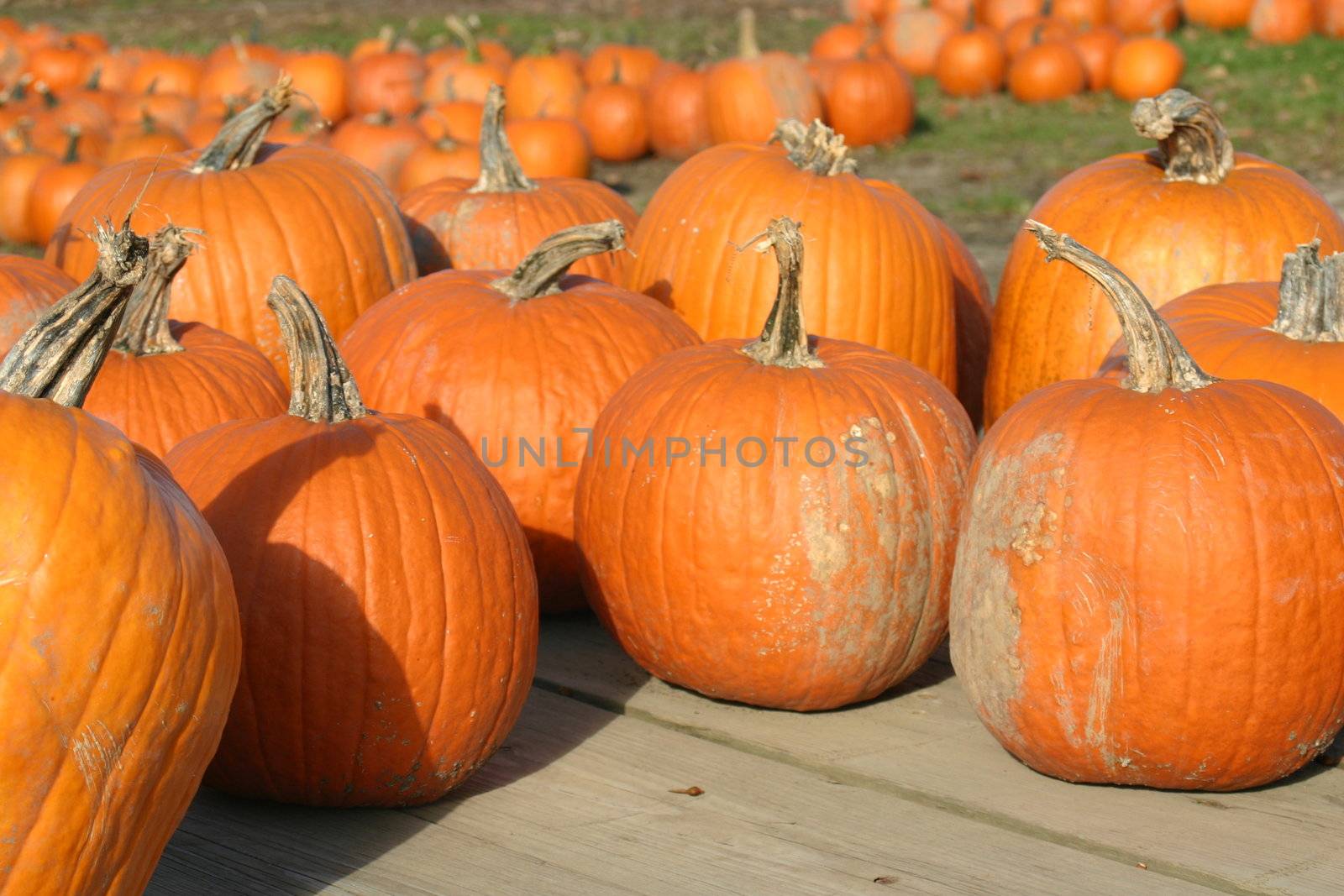 These are pumpkins for sale at a farm market.