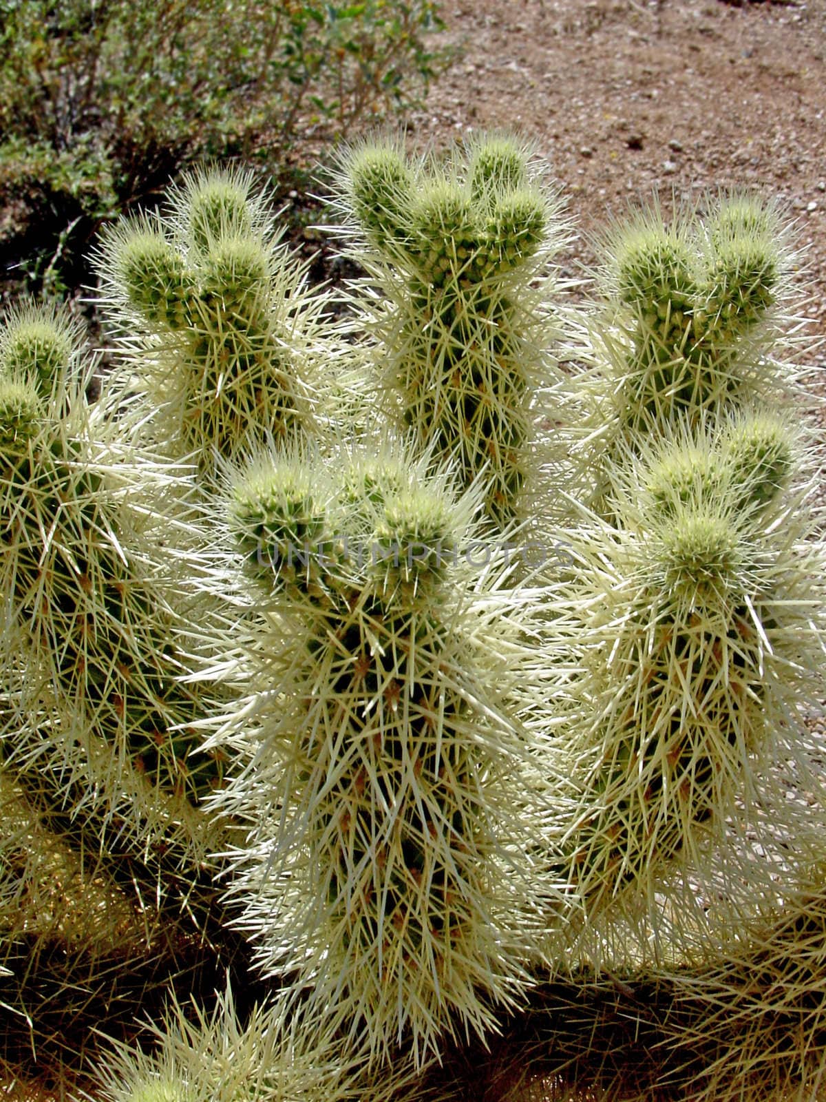 This is a picture of a Teddy Bear Cactus, taken in the Arizona desert, the shape is the reason that it is called that, because of its resemblance of a teddy bear. But a word of caution, the needles on this are very sharp! You certainly do not want to cuddle with it.