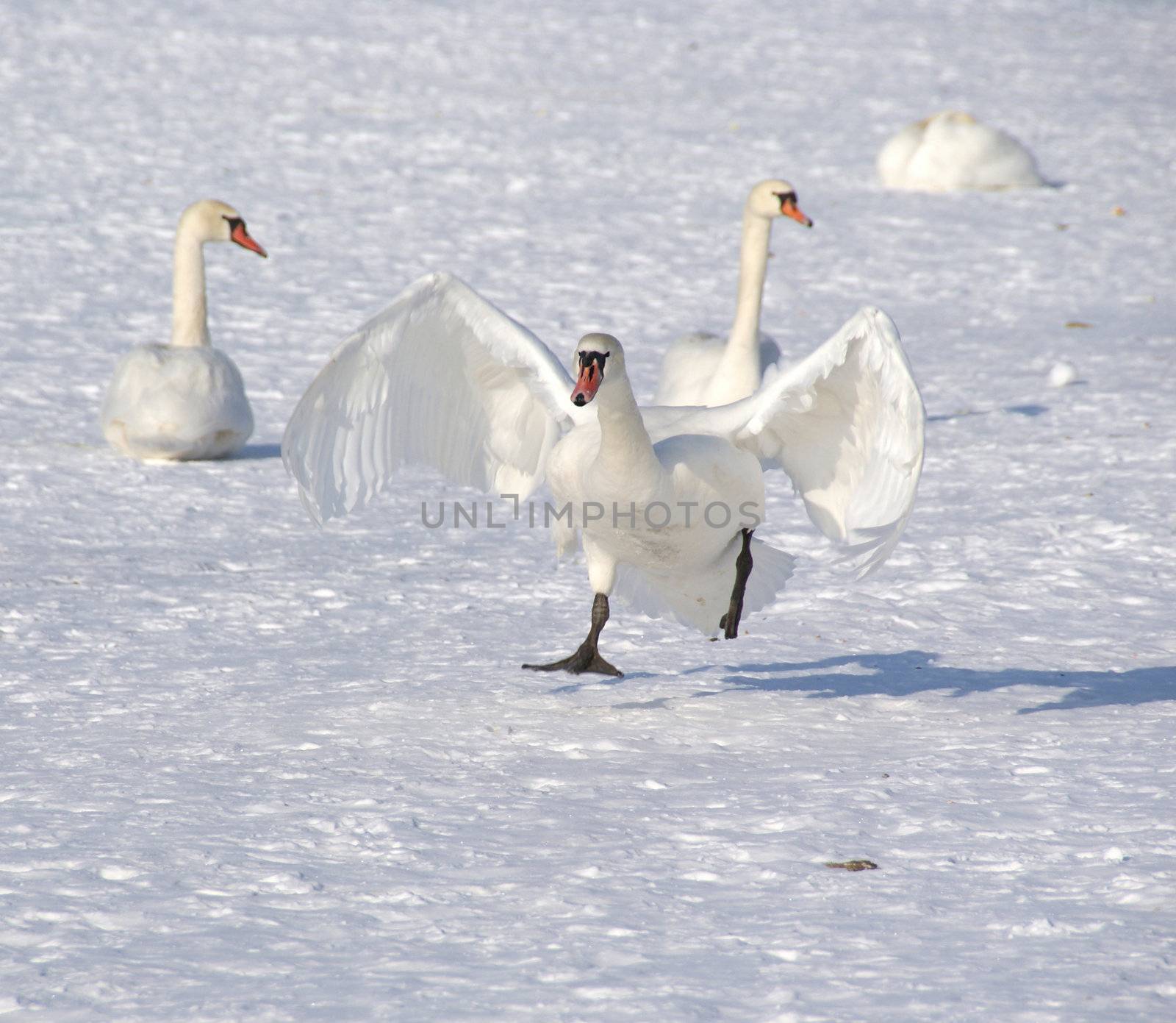 The white swan increases speed before rise