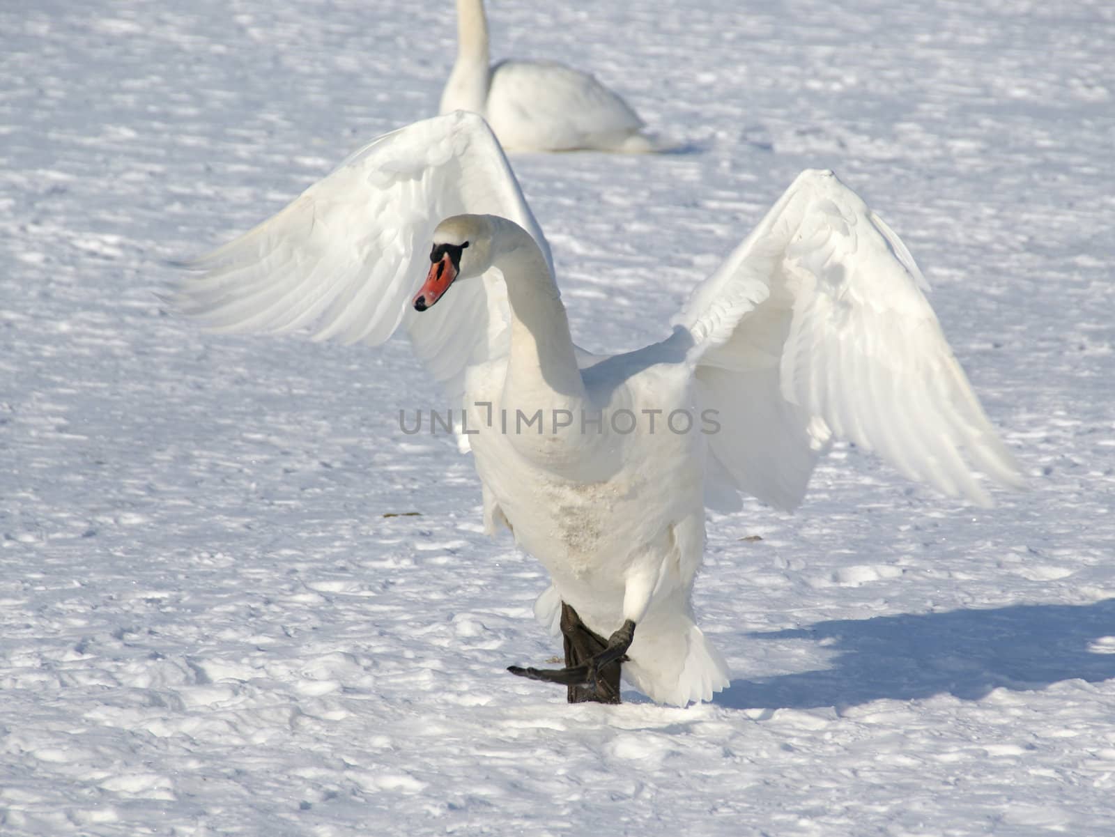 Swan by andrei_kolyvanov