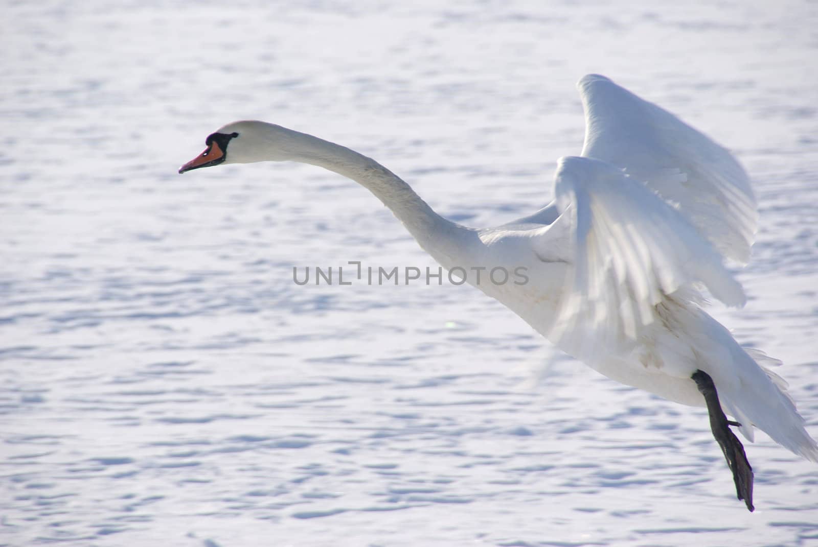 Swan in flight