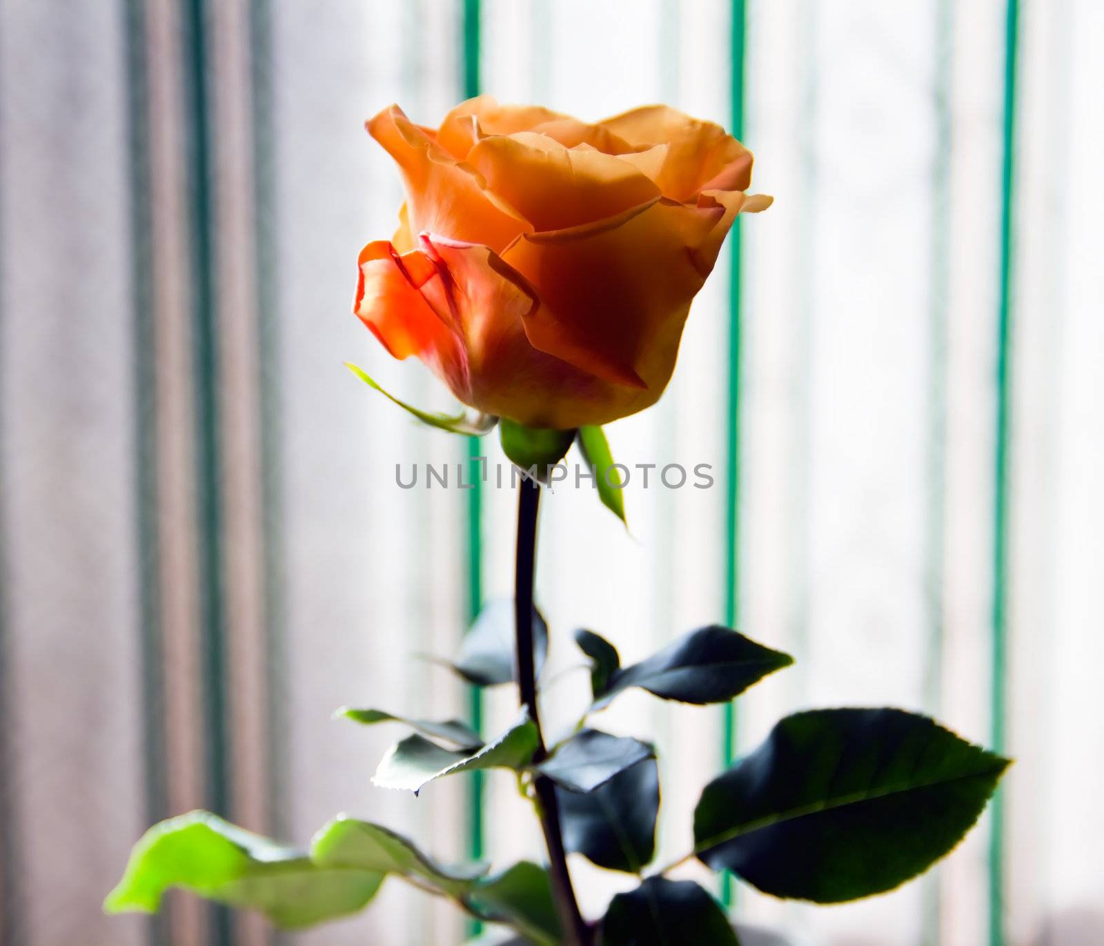 orange rose in a Vase on window background
