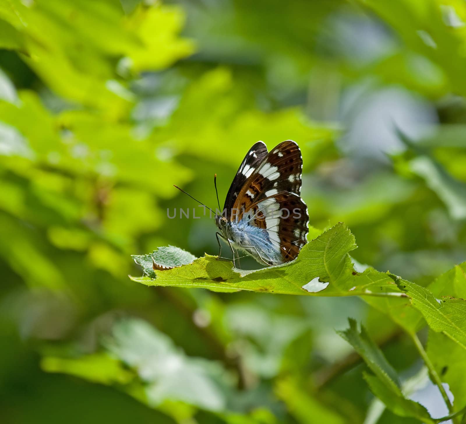 Underwing of White Admiral butterfly, taken in English woodland during June.