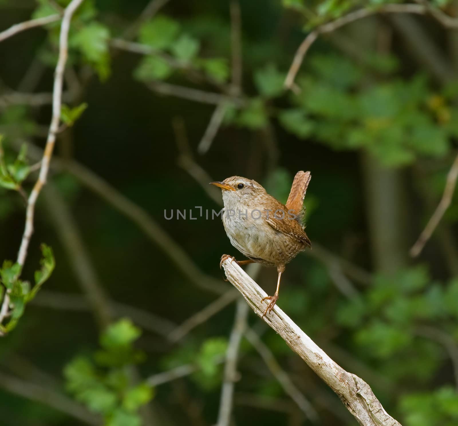 (Winter) Wren in traditional pose perched on branch in English woodland.