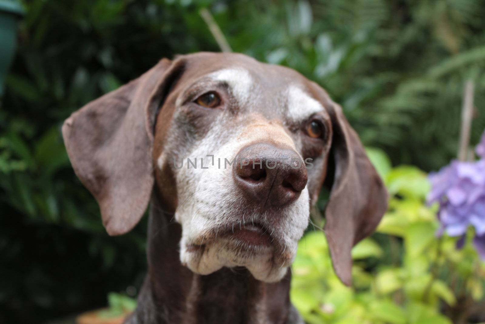 Portrait of a shorthaired pointer female, age nine