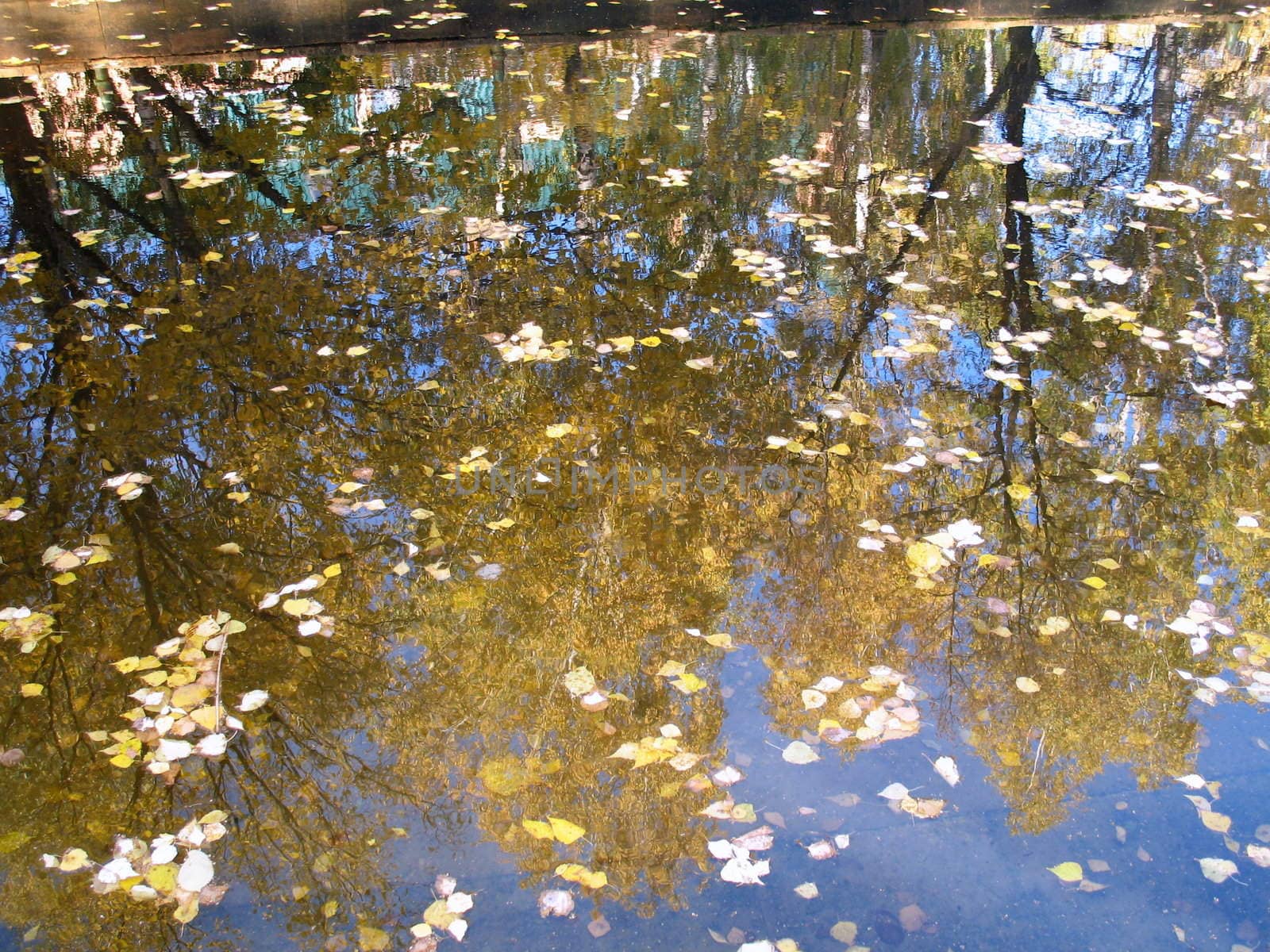 mirror, leaves, water, reflection, autumn, trees, lake, color, image, pond, nature, descriptive, tranquil, landscape, in, beauty, branches, day, yellow, fall, outdoors, scenics, woods, landscaped, colored, gold, scene, multi, shine, decoration, nobody, ethnicity, river, calm, silence, horizontal, history, palace, orange, light, maple, sun, traditional, indigenous, korea, pattern