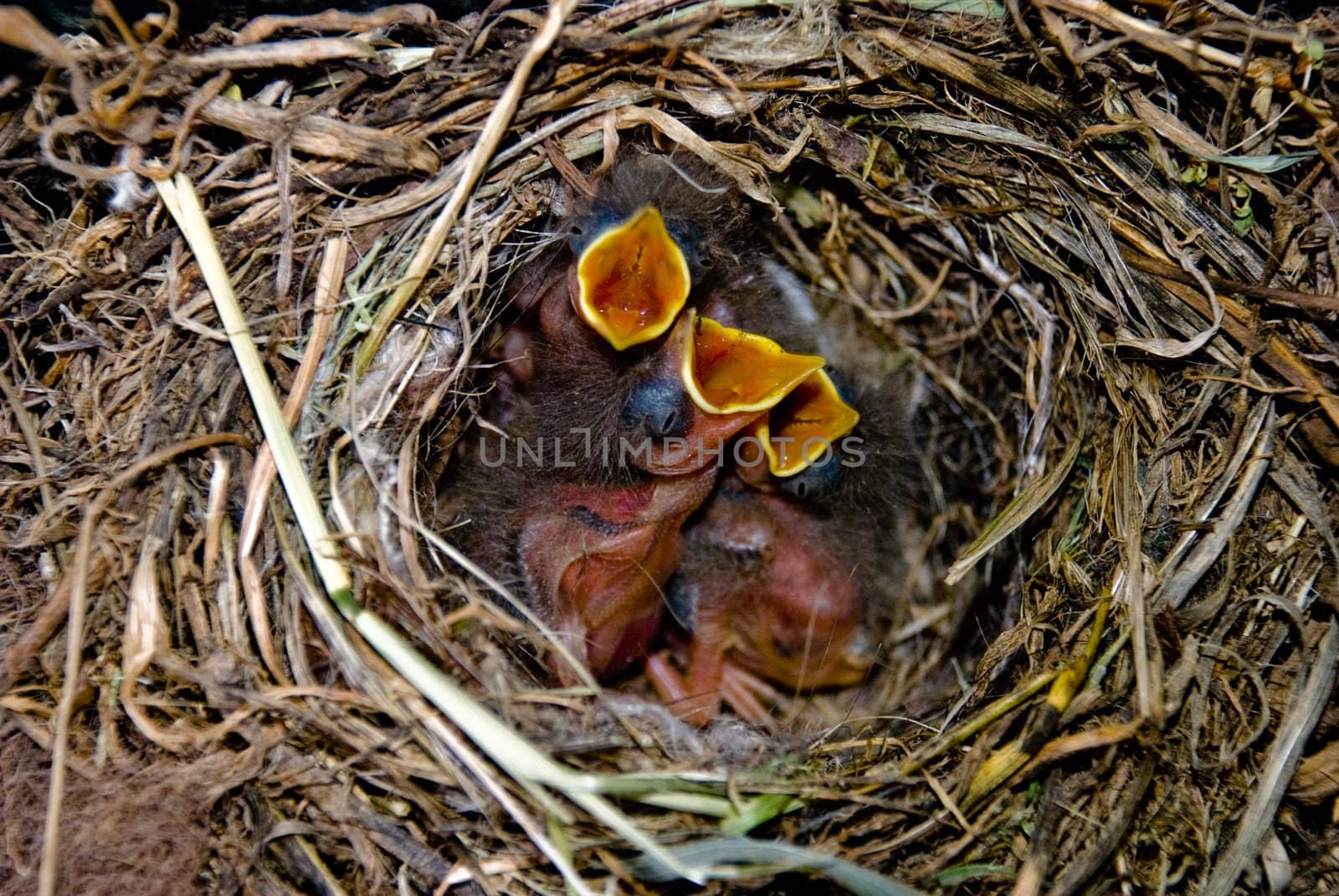Three small birds in its nest by 300pixel