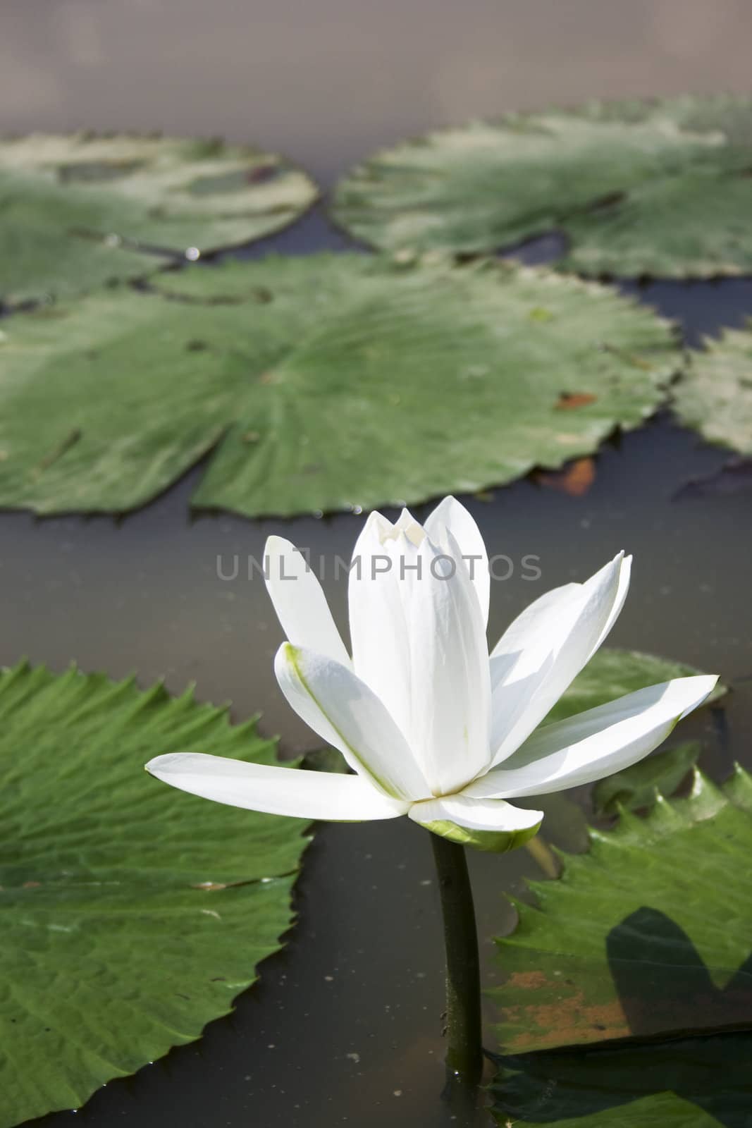 A white water lily in a garden.